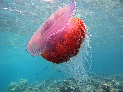 IMG_0897rf_Maldives_Madoogali_Plongee 9_House reef north_Meduse